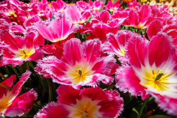 美丽的粉红色盛开的郁金香卷曲 库肯霍夫花公园 — 图库照片