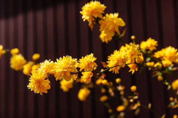 Flores Amarelas Florescem Primavera Mundo Beleza — Fotografia de Stock