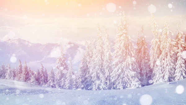 Winter Landscape Trees Fence Hoarfrost Background Some Soft Highlights Snow — Stock Photo, Image