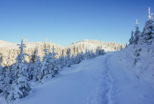 冬の神秘的な冬景色雄大な山々 魔法の冬の雪には ツリーが覆われています 休日を見越して 冬の劇的なシーン カルパティア ウクライナ ヨーロッパ — ストック写真