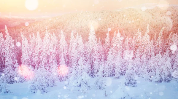 Lumière Soleil Traverse Cime Des Arbres Dans Les Montagnes Carte — Photo