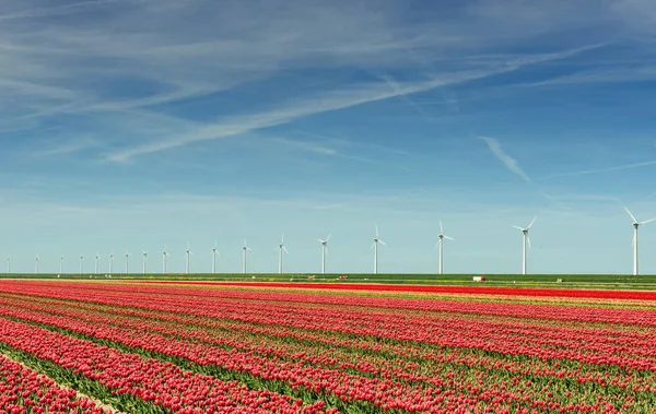 Mooie Rode Tulp Veld Nederland Fantastisch Evenement Met Wolken Holland — Stockfoto