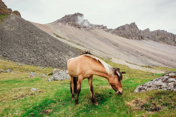 Okouzlující Islandští Koně Pastvině Horami Pozadí — Stock fotografie