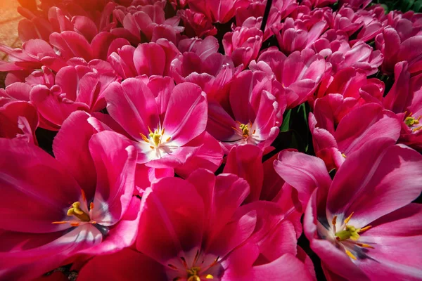花卉领域与五颜六色的郁金香 郁金香多米诺库肯霍夫花公园 — 图库照片