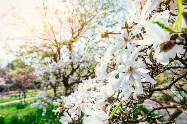 Прекрасные Розовые Весенние Цветы Магнолия Ветке Дерева — стоковое фото