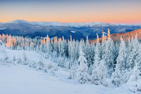 梦幻般的冬季景观 在山上的神奇日落的寒冷的一天 在假期前夕 戏剧性的场面 乌克兰欧洲新年快乐 — 图库照片