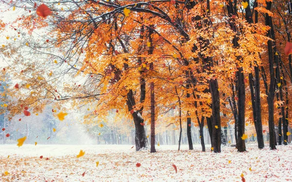 日光は冬の初期の頃の木の紅葉を突破します カルパティア山脈 ウクライナ ヨーロッパ — ストック写真