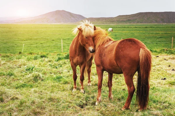 Charming Icelandic Horses Pasture Mountains Background — Stock Photo, Image