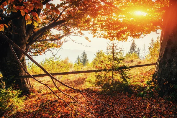 Горный Хребет Карпатах Осенью Фантастический Закат Украина Европа — стоковое фото