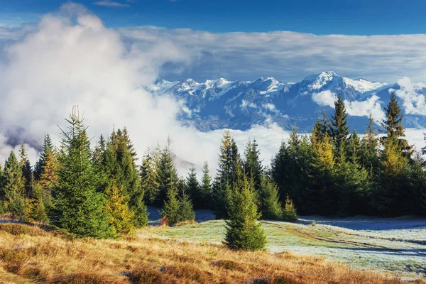 Brzozowy Las Słoneczne Popołudnie Podczas Jesieni Pasmo Górskie Pierwszych Zimowych — Zdjęcie stockowe