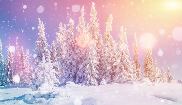 Magiczny Zimowy Krajobraz Płatki Tło Miękkiego Światła Śniegu Dramatyczne Sceny — Zdjęcie stockowe