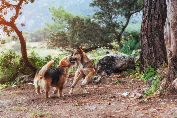 Dos Perros Peleando Entre Los Cárpatos Ucrania Europa — Foto de Stock