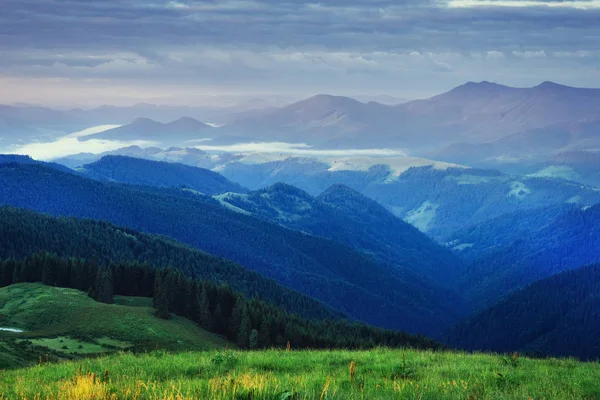 Forêt Pins Monde Beauté Carpates Ukraine Europe — Photo