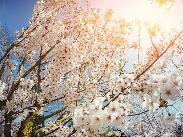 Pink Almonds Cherry Flower Close Spring Time Flowers Background — Stock Photo, Image