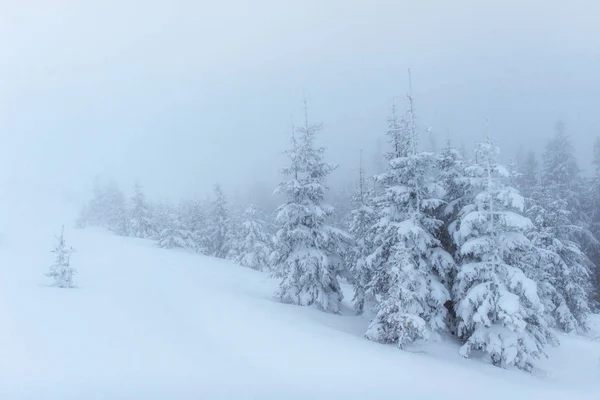 Niebla Densa Las Montañas Árbol Mágico Cubierto Nieve Invierno Previsión —  Fotos de Stock
