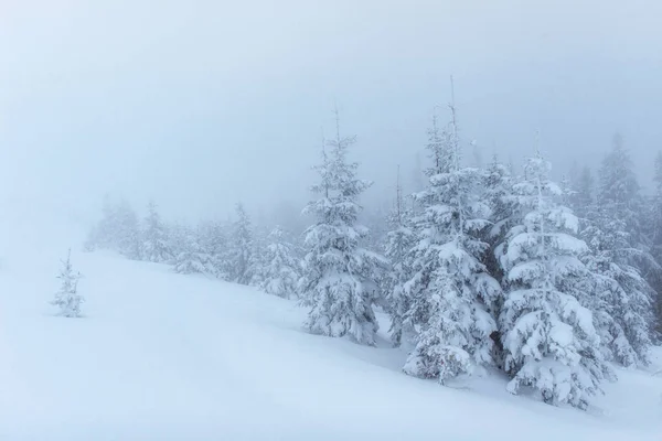 Dichte Mist Bergen Magische Winter Sneeuw Bedekte Boom Afwachting Van — Stockfoto