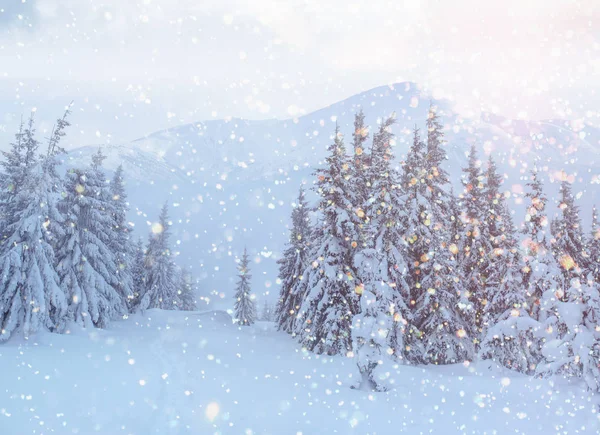 Vinter Landskap Träd Och Staket Rimfrosten Bakgrund Med Några Mjuka — Stockfoto