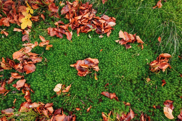 Folha Bordo Vermelho Chão Musgo Verde — Fotografia de Stock