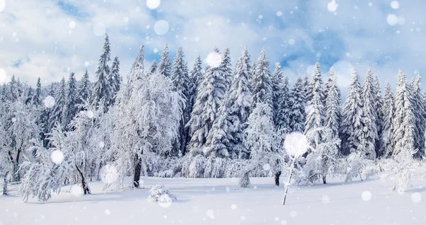 Зимние Ландшафтные Деревья Забор Иней Фон Некоторыми Мягкими Бликами Снежинками — стоковое фото