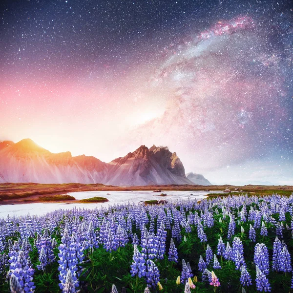 Festői Tájak Erdők Hegyek Izland Vad Kék Csillagfürt Nyáron Virágzó — Stock Fotó