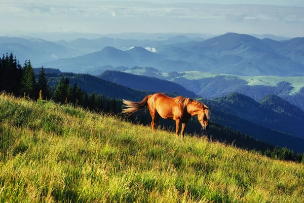 Koně Louce Horách Karpaty Ukrajina Evropa — Stock fotografie