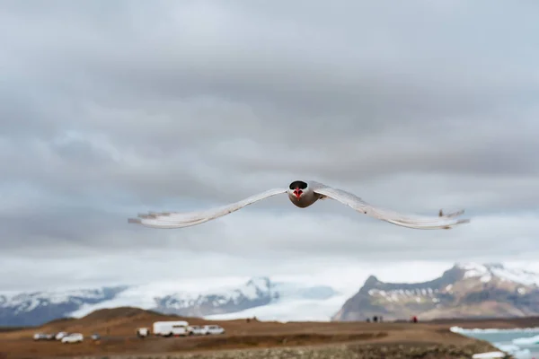 白色背景下的北极燕鸥 — 图库照片
