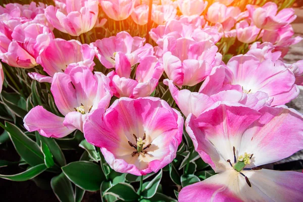 Vacker Bukett Tulpaner Färgglada Tulpaner Tulpaner Vårens Färgstark Tulpan Tulipa — Stockfoto