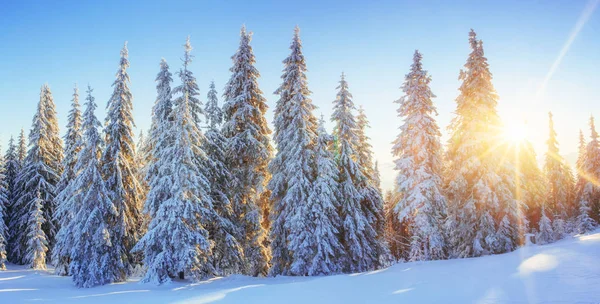 Paisagem Inverno Misteriosa Montanhas Majestosas Pôr Sol Inverno Árvore Coberta — Fotografia de Stock