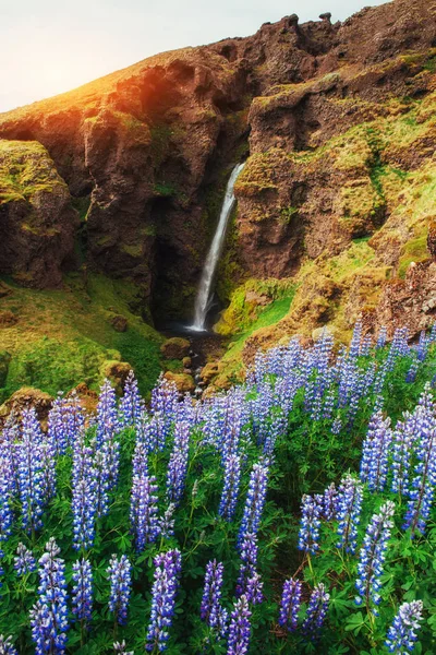 Мальовничі Пейзажі Лісами Горами Ісландії Дикі Синій Lupine Розквітаючий Літніх — стокове фото