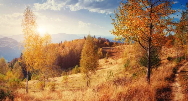 Forest Road Autumn Landscape Ukraine Europe — Stock Photo, Image