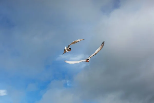 Patrón Ártico Sobre Fondo Blanco Nubes Azules Islandia —  Fotos de Stock