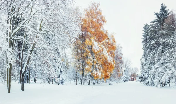 月最初の冬の雪と山のブナの森 カルパティア山脈 ウクライナ ヨーロッパ — ストック写真