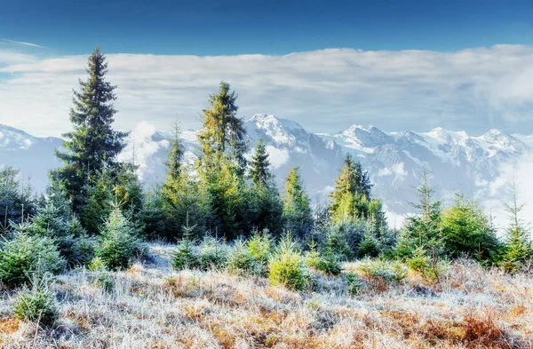 Sunlight Green Forest Early Morning Fantastic Fog Mountains October Early — Stock Photo, Image