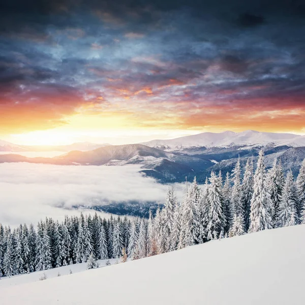 Misterioso Paisaje Invernal Majestuosas Montañas Invierno Árbol Mágico Cubierto Nieve —  Fotos de Stock