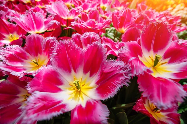 Güzel Pembe Çiçek Açan Laleler Kıvırcık Keukenhof Çiçek Park — Stok fotoğraf