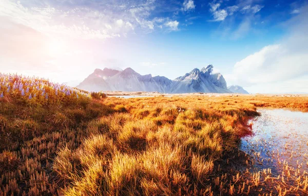 Picturesque Landscapes Forests Mountains Iceland Wild Blue Lupine Blooming Summer — Stock Photo, Image