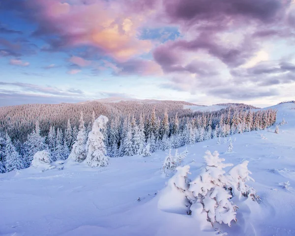 Magischen Winter Schneebedeckten Baum Sonnenuntergang Den Karpaten Ukraine Europa — Stockfoto