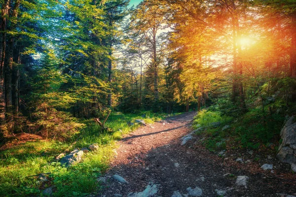 Утренний Свет Падает Лесную Дорогу — стоковое фото