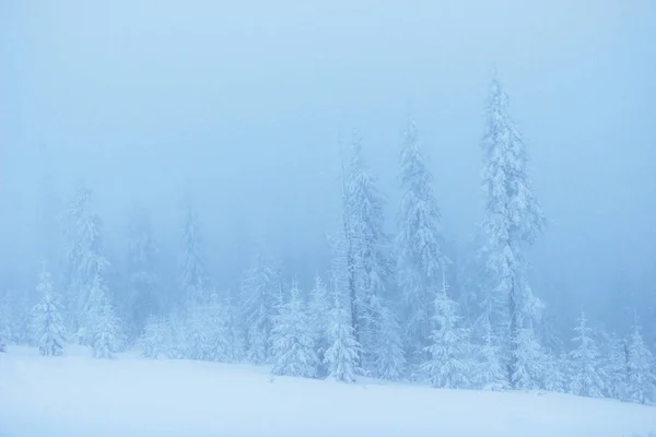 Névoa Densa Nas Montanhas Árvore Coberta Neve Inverno Mágico Antecipação — Fotografia de Stock