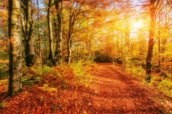 Drogi Leśne Jesienią Piękno Świata Krajobraz — Zdjęcie stockowe