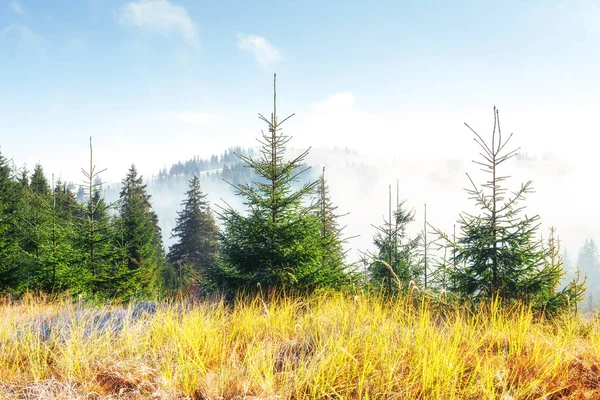 Arbres Dans Brouillard Les Nuages Carpates Ukraine Europe — Photo