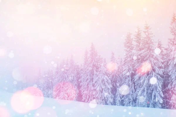 Mystiska Vinter Landskap Majestätiska Bergen Vintern Magiska Vinter Snötäckta Träd — Stockfoto