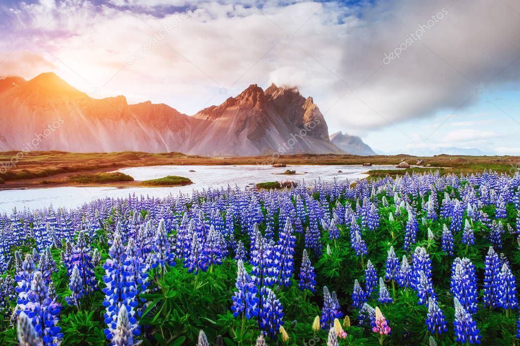 The picturesque landscapes of forests and mountains of Iceland. Wild blue lupine blooming in in summer