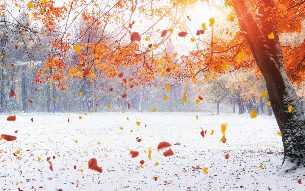 Light breaks through the autumn leaves of trees in the early days of winter.