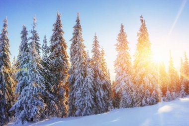 Gizemli kış kış günbatımı manzara görkemli dağlarda. Sihirli kış kar kaplı ağaç. Fotoğraf tebrik kartı. Karpat. Ukrayna Europe