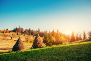 Orman yolu Güz. Manzara. Ukrayna Europe
