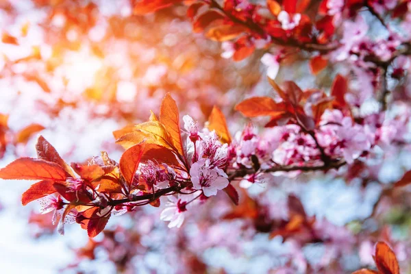 Pink Almonds Cherry Flower Close Spring Time Flowers Background — Stock Photo, Image