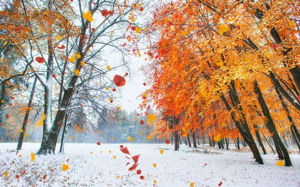 Světlo Proráží Podzimní Listí Stromů Raných Dobách Zimní — Stock fotografie