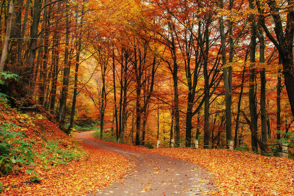 autumn alley. Beauty world. Carpathian Ukraine Europe