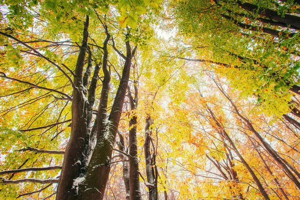 Octobre Forêt Hêtres Montagne Avec Première Neige Hiver Lumière Soleil — Photo
